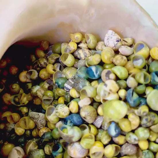 MONGO LITTORINA SHELLS *You Choose Color & Quantity* Tiny 1/4" Natural Green Yellow Craft Seashells Coastal Sailors Valentine Snail Coastal