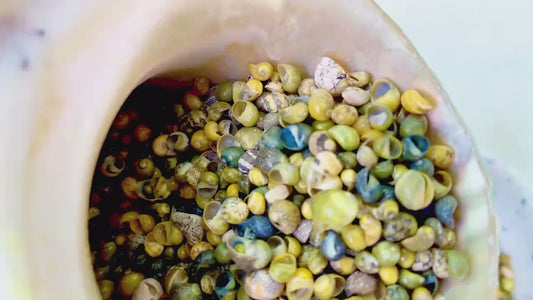 MONGO LITTORINA SHELLS *You Choose Color & Quantity* Tiny 1/4" Natural Green Yellow Craft Seashells Coastal Sailors Valentine Snail Coastal