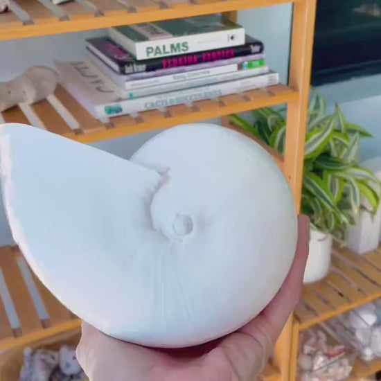 White Indian Melon Seashell Large: 6-9" * You Choose Size* Coastal Décor Shell Planter