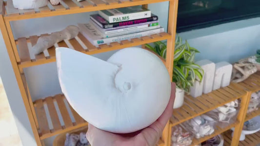 White Indian Melon Seashell Large: 6-9" * You Choose Size* Coastal Décor Shell Planter