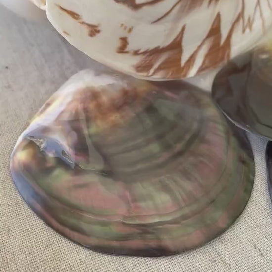 MOTHER OF PEARL Brown Lip Oyster Half Shells *All Sizes* Polished Jewelry Making Supply Craft Seashell