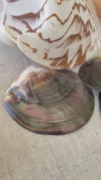 MOTHER OF PEARL Brown Lip Oyster Half Shells *All Sizes* Polished Jewelry Making Supply Craft Seashell