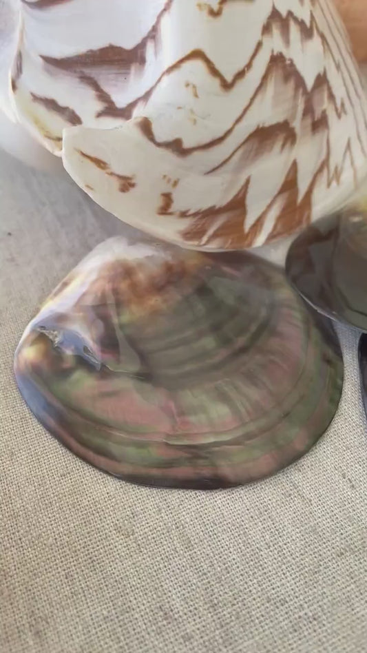 MOTHER OF PEARL Brown Lip Oyster Half Shells *All Sizes* Polished Jewelry Making Supply Craft Seashell