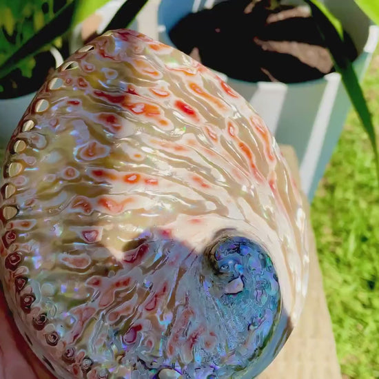 SILVER/RED ABALONE Shell Huge 6-6.5" X-Large High Gloss Polished Display Seashell Midas Sage Dish