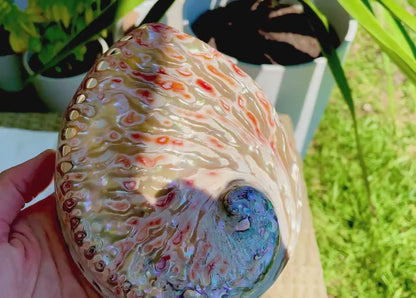SILVER/RED ABALONE Shell Huge 6-6.5" X-Large High Gloss Polished Display Seashell Midas Sage Dish