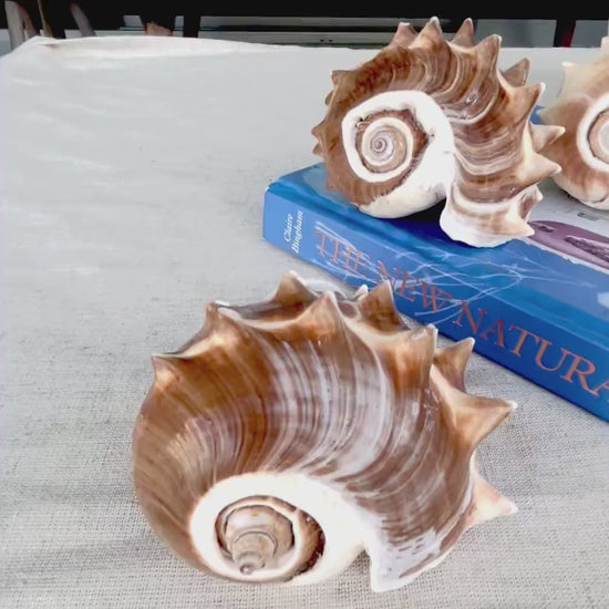 KING CROWN SHELLS *You Choose Color* 4-5" Natural Display Seashell Coastal Beach Home Décor Blonde Brown White Stripes Melongena Corona