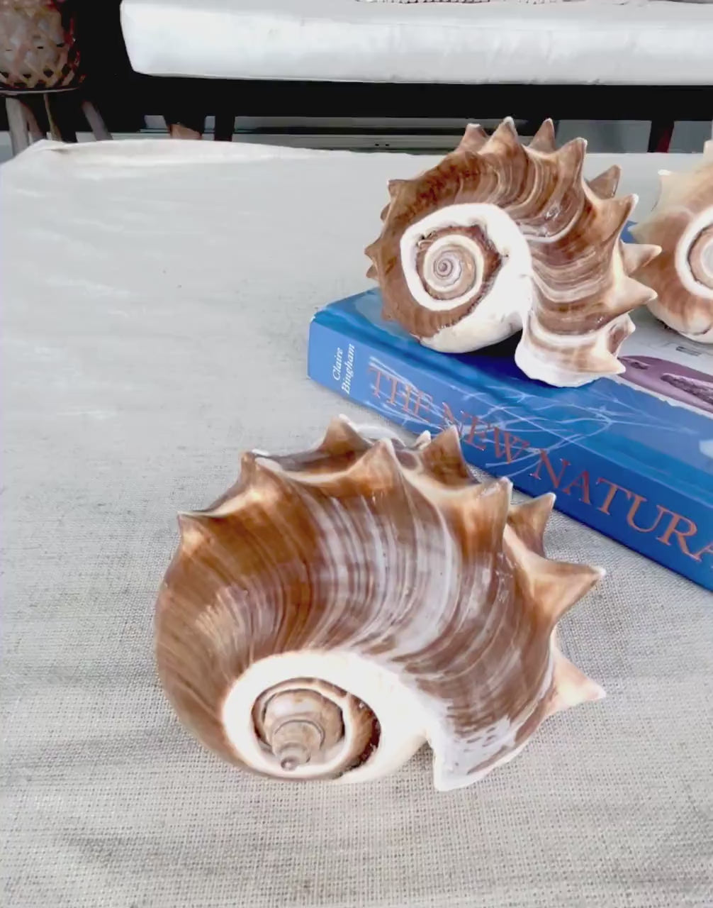 KING CROWN SHELLS *You Choose Color* 4-5" Natural Display Seashell Coastal Beach Home Décor Blonde Brown White Stripes Melongena Corona