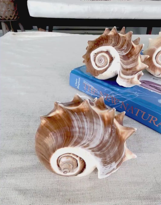 KING CROWN SHELLS *You Choose Color* 4-5" Natural Display Seashell Coastal Beach Home Décor Blonde Brown White Stripes Melongena Corona