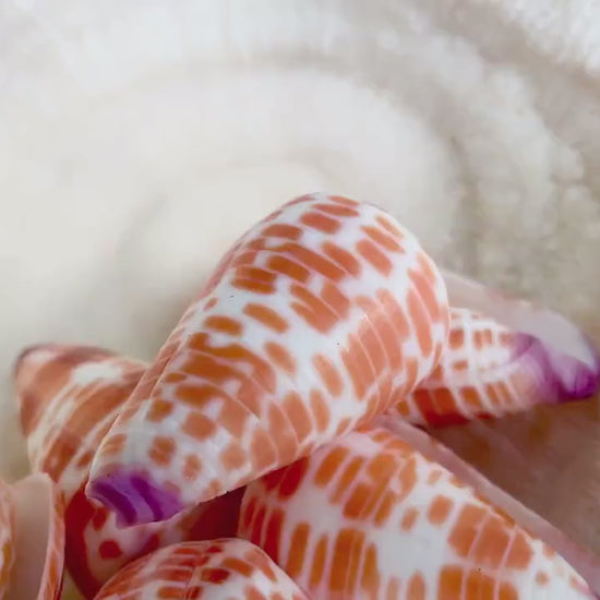 PURPLE TIP CONE Shells *X-Large 2-2.25" Long * Orange White Spots Display Seashell Tessellate Conus