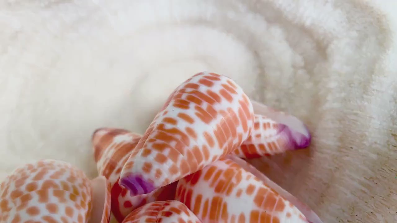 PURPLE TIP CONE Shells *X-Large 2-2.25" Long * Orange White Spots Display Seashell Tessellate Conus