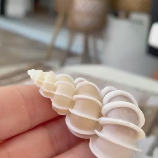 PRECIOUS WENTLETRAP Shell *All Sizes* Natural Light Beige White Seashell Collectors Display Beach Home Décor Coastal Epitonium Scalara