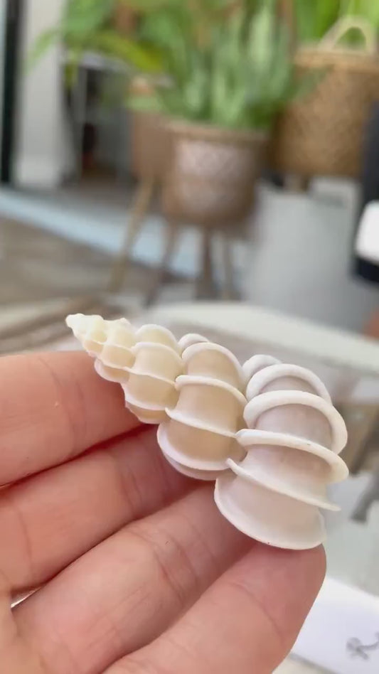 PRECIOUS WENTLETRAP Shell *All Sizes* Natural Light Beige White Seashell Collectors Display Beach Home Décor Coastal Epitonium Scalara