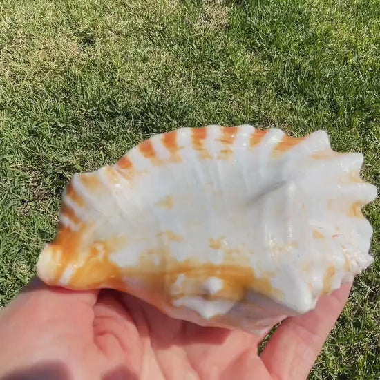 STROMBUS SINUATUS CONCH Shell 4-4.5" Natural Dark Pink Interior Display Seashell Coastal Beach Décor