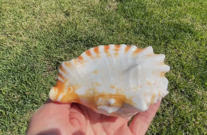 STROMBUS SINUATUS CONCH Shell 4-4.5" Natural Dark Pink Interior Display Seashell Coastal Beach Décor