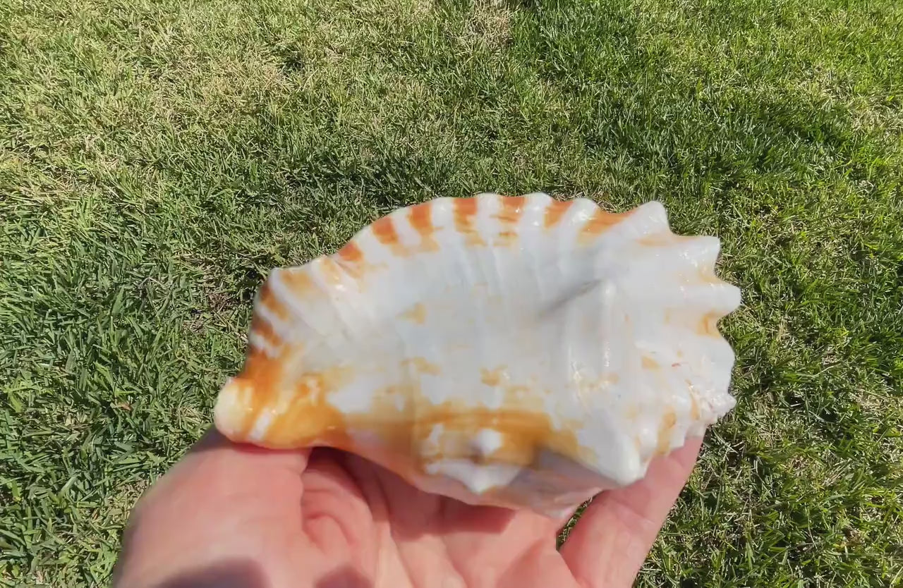 STROMBUS SINUATUS CONCH Shell 4-4.5" Natural Dark Pink Interior Display Seashell Coastal Beach Décor